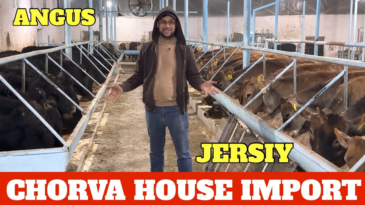 CHORVA HOUSE IMPORT JERSIY G’UNAJINLA JASUR AKA VADA QILGAN G’UNAJINLA KELDI