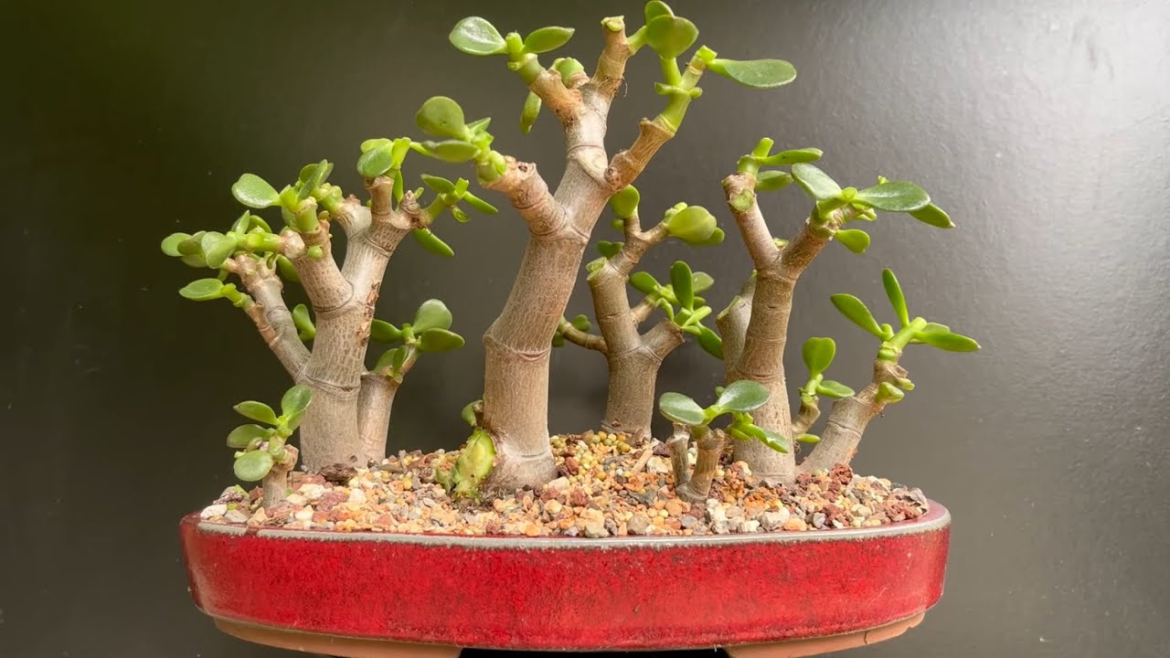 Pruning My Misfit Bonsai Forest and Creating Bonsai Forests From Specimen Trees
