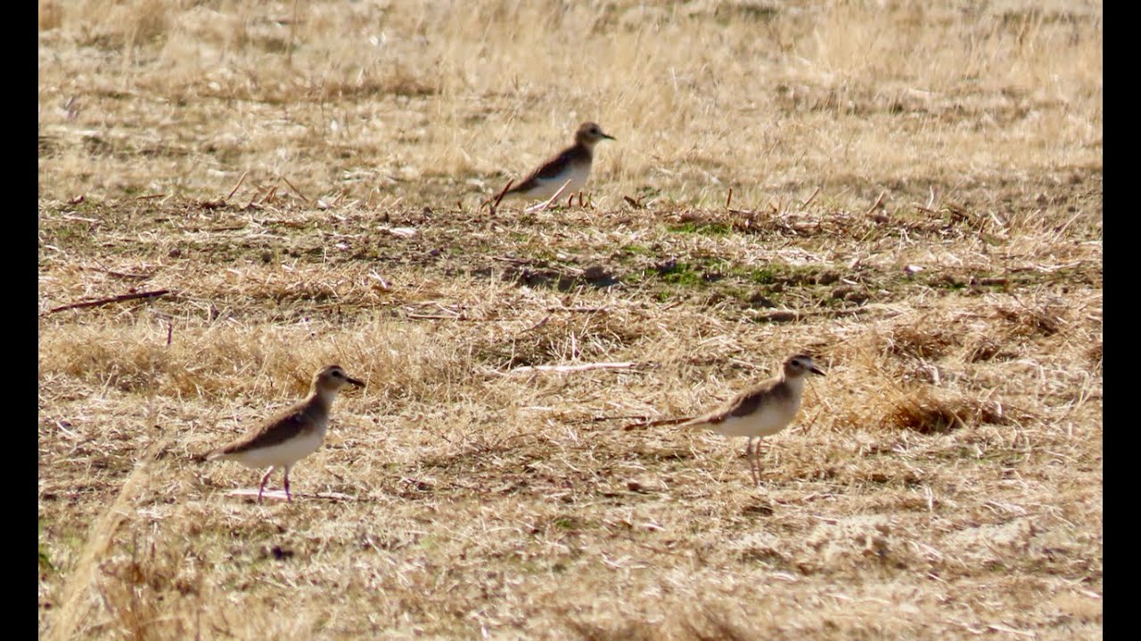 Mountain Plover, Carrizo Plain National Monument, San Luis Obispo County, CA