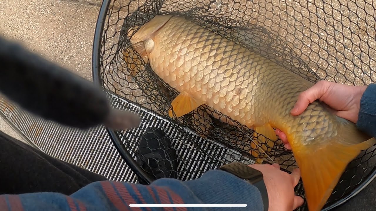 MASSIVE CARP Fishing | Downtown CHICAGO RIVER