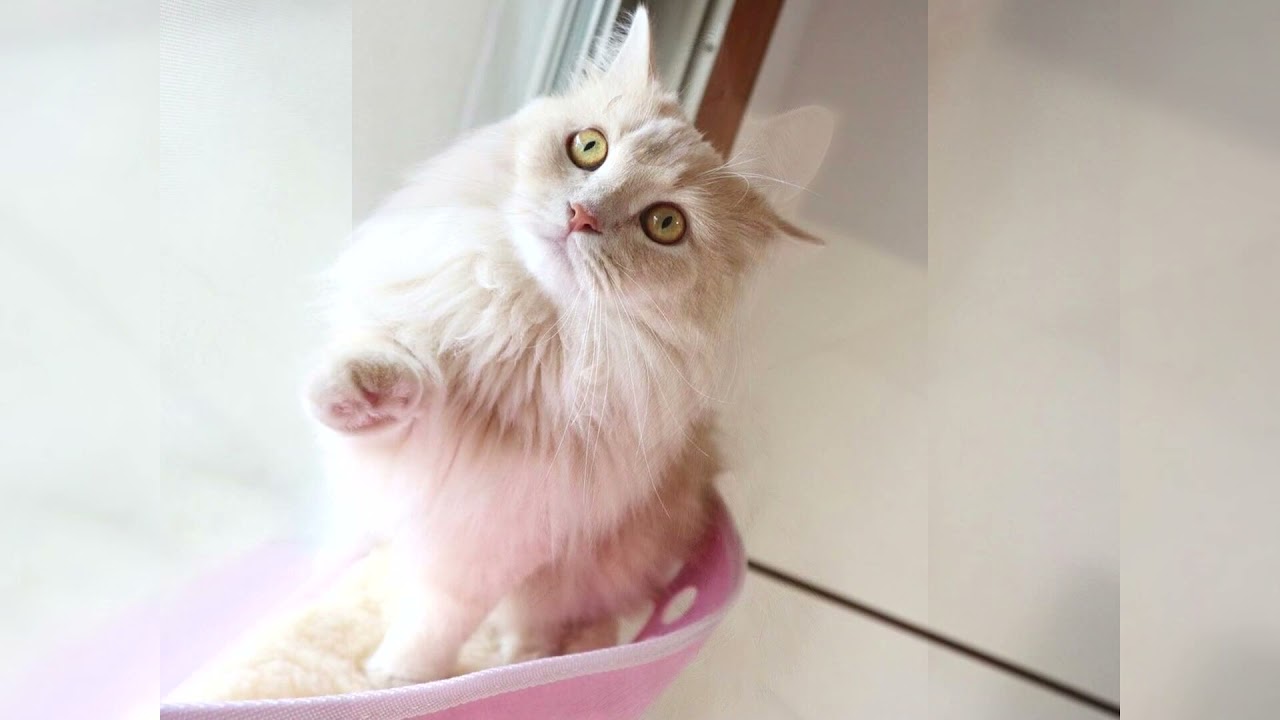 Рагамаффин. Плюсы и минусы, Цена, Как выбрать, Факты, Уход, История