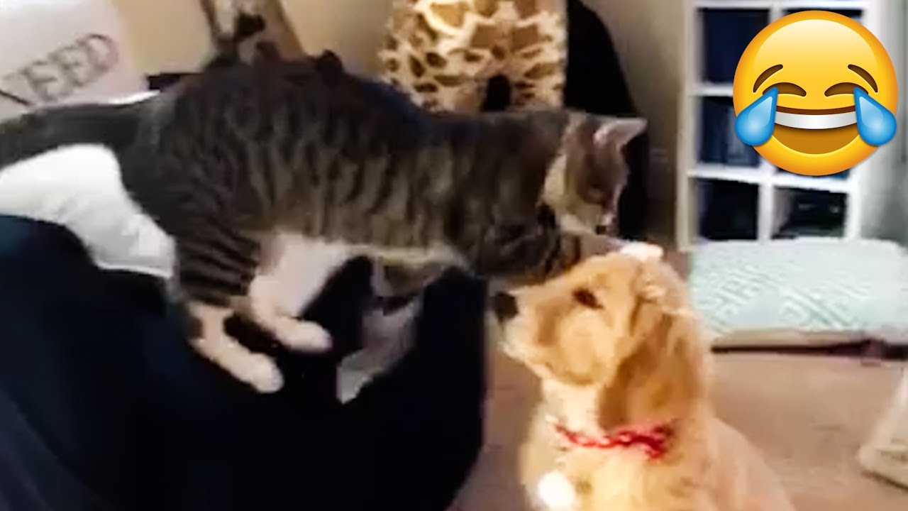 Funniest MEAN CATS - Cats are JERKS! Try Not To Laugh || PETASTIC 🐾