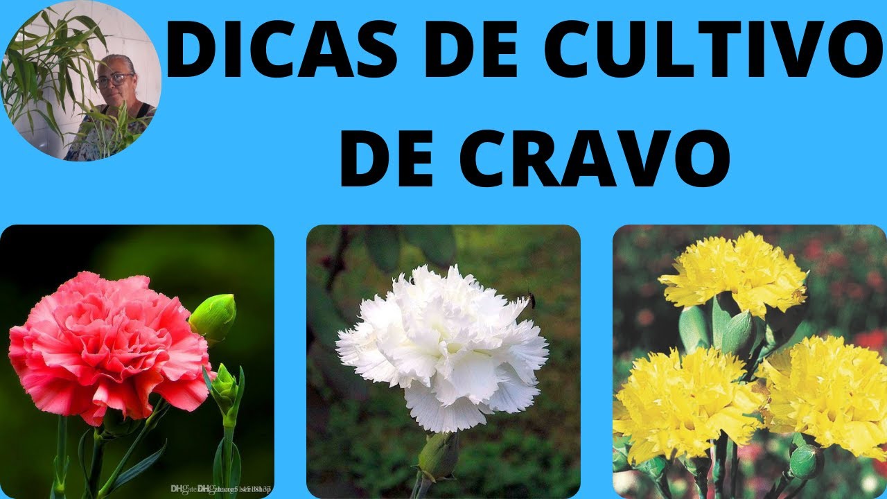 DICAS DE CULTIVO DE CRAVO