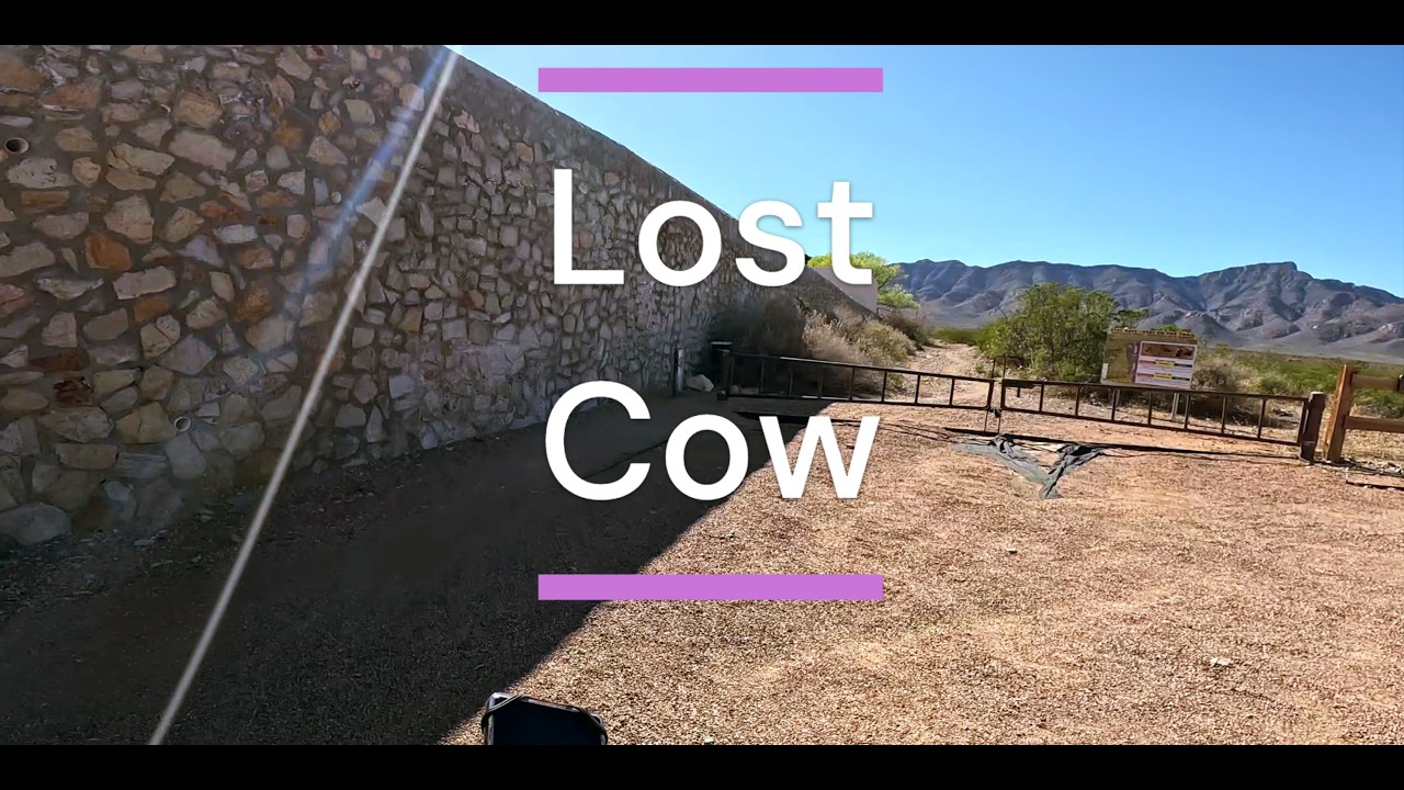This is Lost Cow POV
