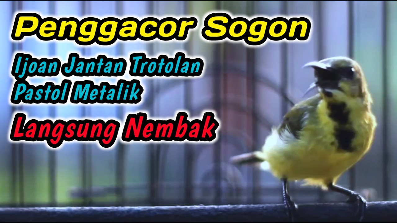 CUIT CUIT CERRR PANCINGAN PENGGACOR PALING COCOK UNTUK SEMUA SOGON‼️HITUNGAN DETIK LANGSUNG EMOSI