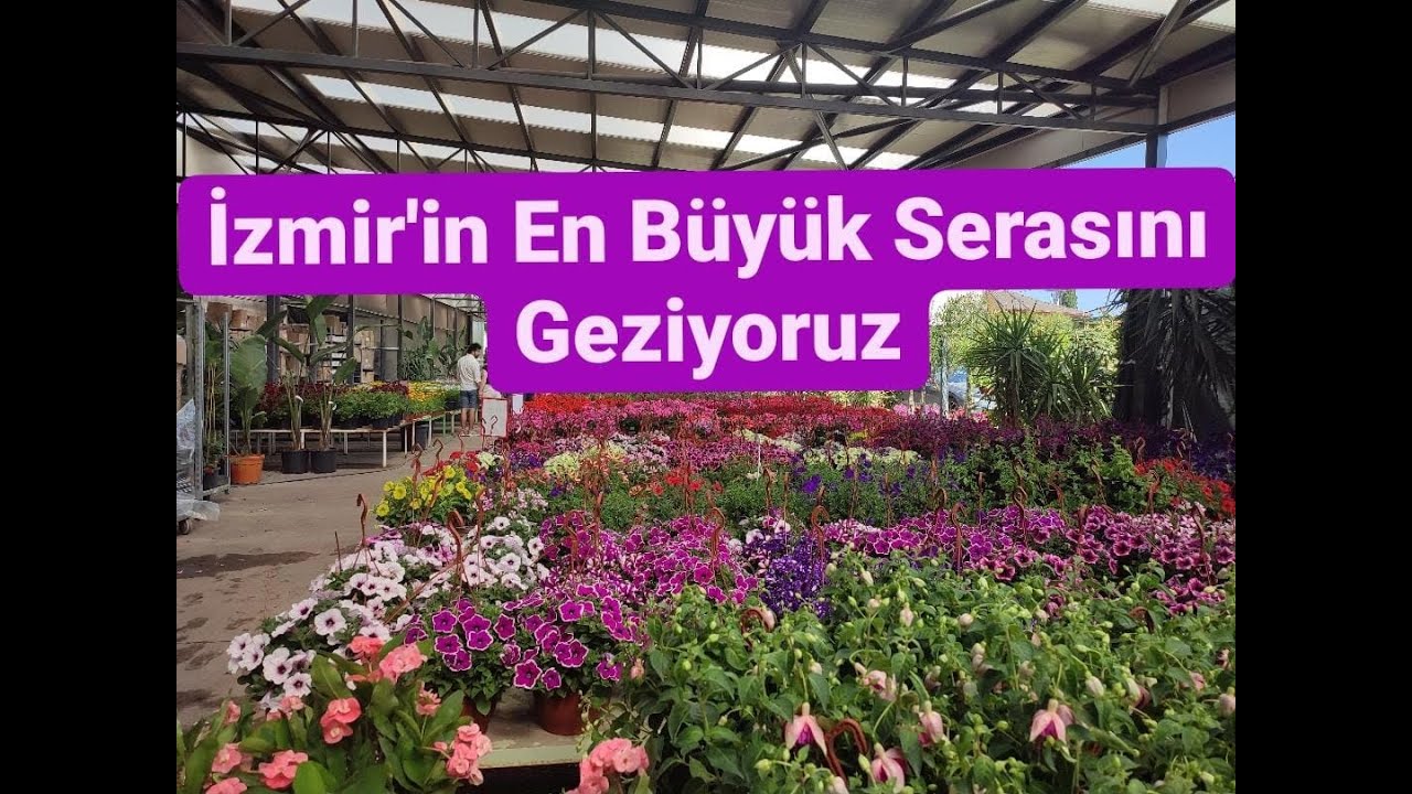 İzmir'in En Büyük Serası Nema'yı Geziyoruz (Sardunya, Küpe Çiçeği, Ortanca, Pilea, Salon Bitkileri)