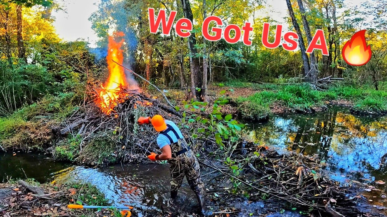 Burning Hot Fire At Mega Beaver Dam! || BEAVER DAM REMOVAL In Mother Beaver Dam 2 Area! S5 EP. 11!