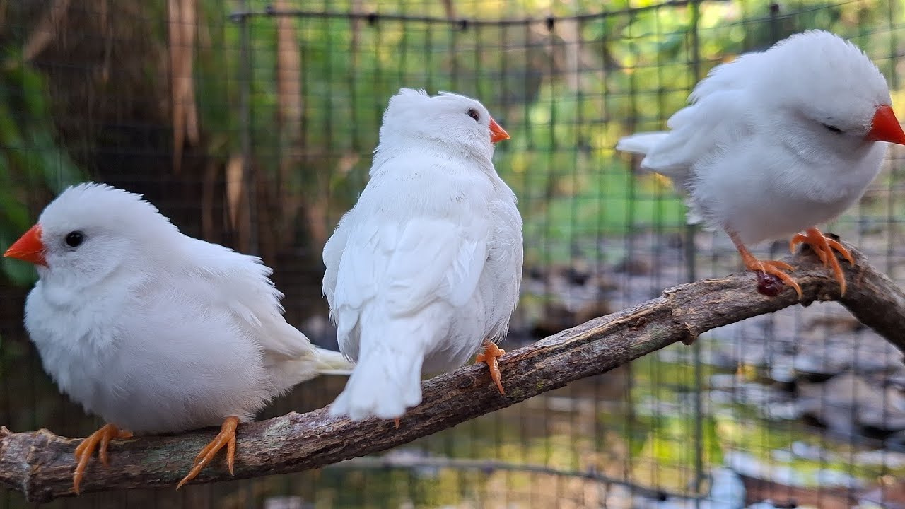 White zebra finches truly have very beautiful songs. They sing nicely. Use this to train your bird!
