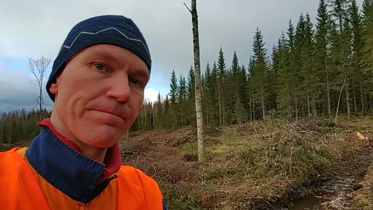 Hakatako vai eikö hakata hankintahakkuuta - siinäpä pulma!