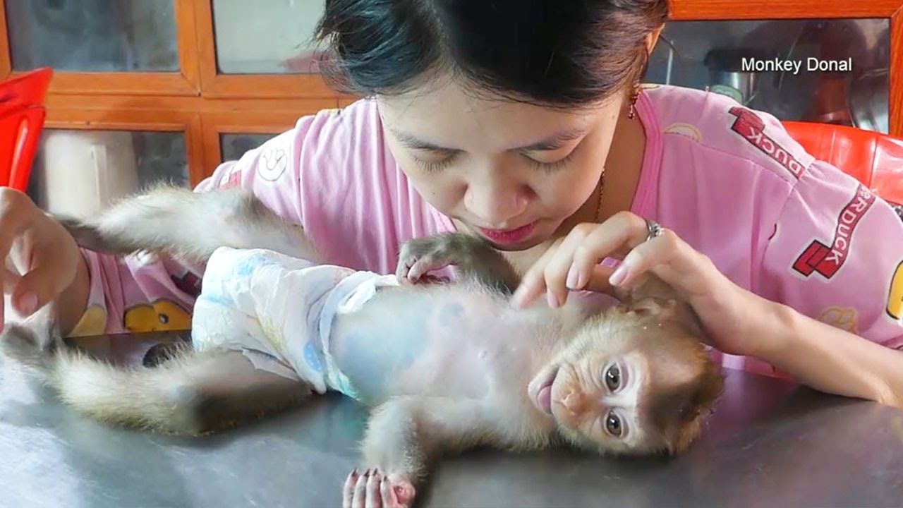 Very Lovely Monkey! Donal Relaxing On Table, Donal Love Mom