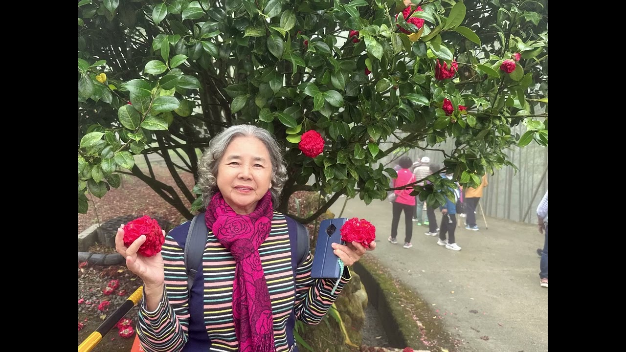 西瓜家族20260303-04雲林古坑草嶺石壁風景區賞櫻🌸二日遊