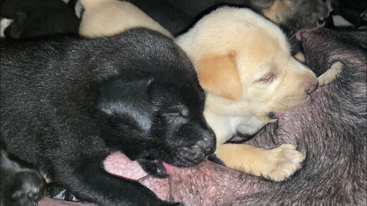 The little puppies sucks milk | LUCY Official