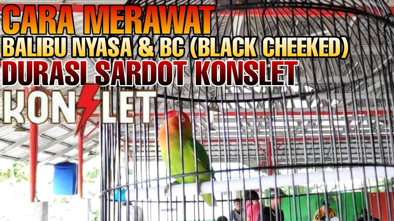 CARA MEMBUAT BALIBU GACOR SARDOT KONSLET & PEMILIHAN BAHAN BALIBU RING ABF TANGERANG