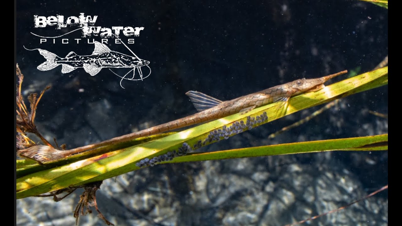Pleco Habitats Compilation Part 1