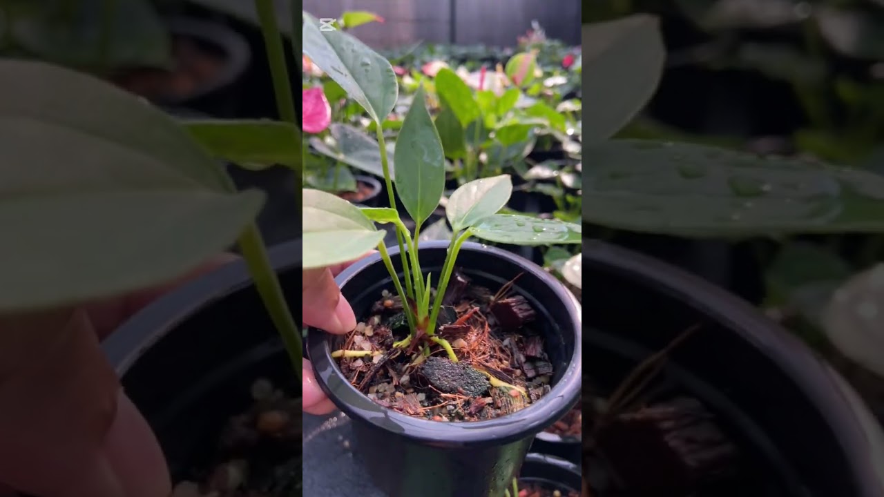 March 10th, 2026 පොඩි පැල ඉල්ලන ඔයාට 🥰✨🧿#anthurium #garden #anthuriumplant #plants 