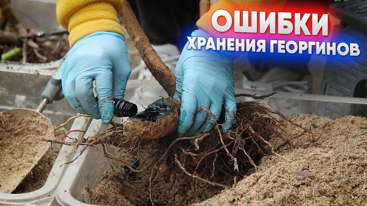 Ошибки хранения георгинов