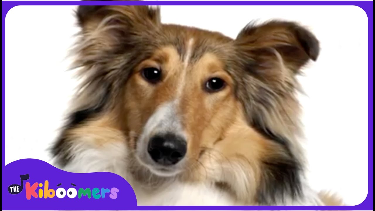 BINGO - The Kiboomers Preschool Songs & Nursery Rhymes for Circle Time