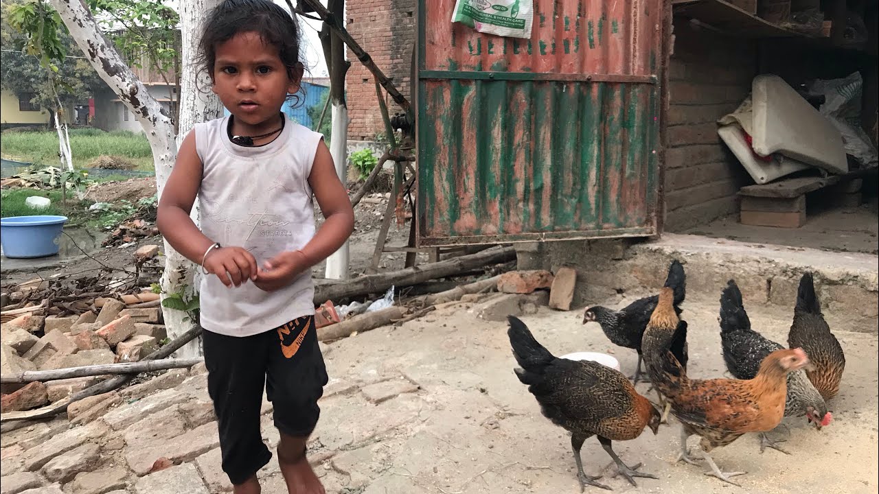 मुर्गी को खिला रहा है टेंगे🫣