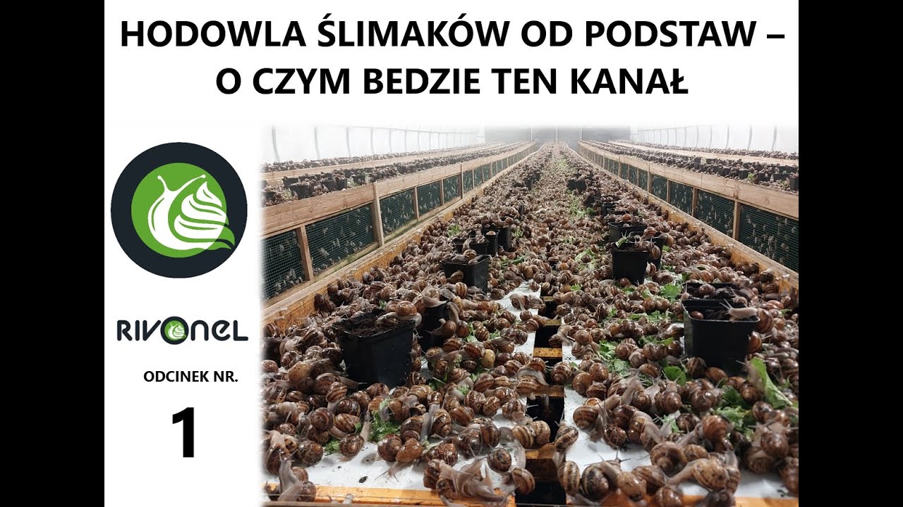 #1 HODOWLA ŚLIMAK&Oacute;W - O CZYM BĘDZIE TEN KANAŁ