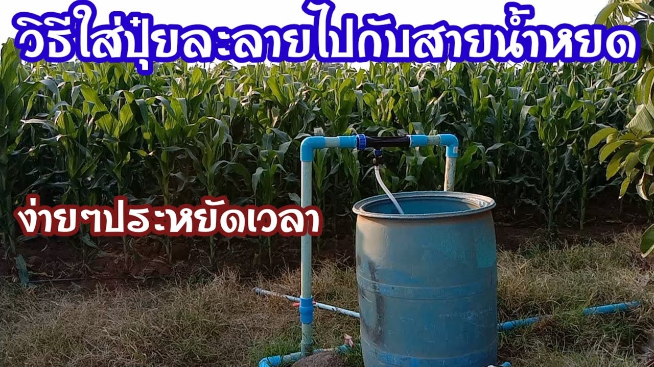 วิธีใส่ปุ๋ยข้าวโพดในสายน้ำหยด ง่ายๆประหยัดเวลา