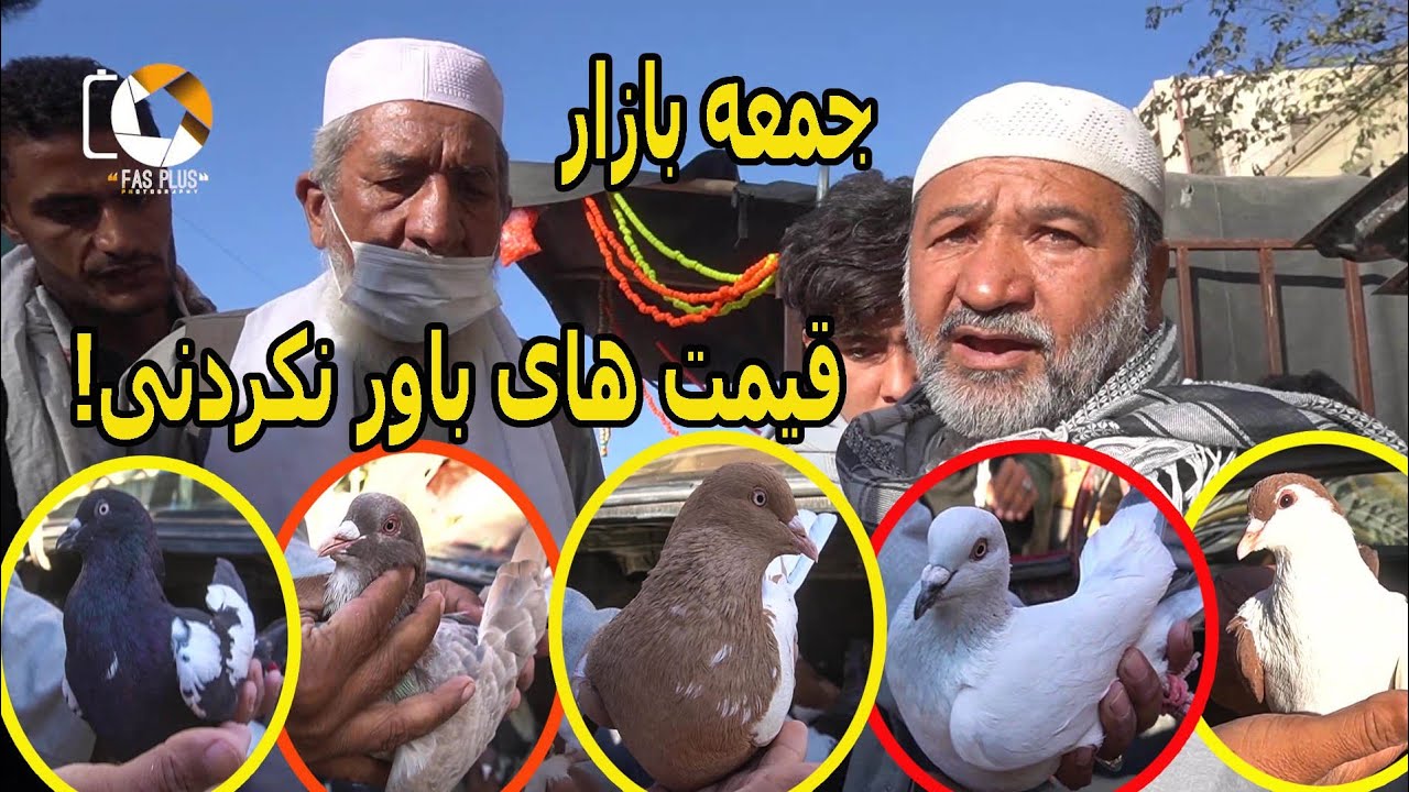 Unbeleiveable price of pigeons in friday pigeons market قیمت های باورنکردنی کفتر های جمعه بازار