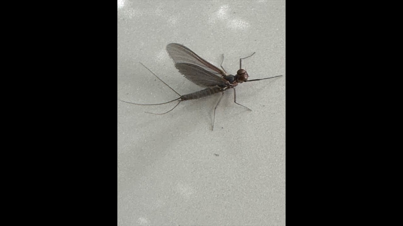 Montaje, Fly, Rite 34