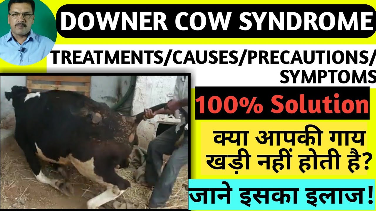 क्या आपकी गाय खड़ी नहीं होती हैं? Downer cows syndrome treatment,causes,precautions,syndrome | 100%