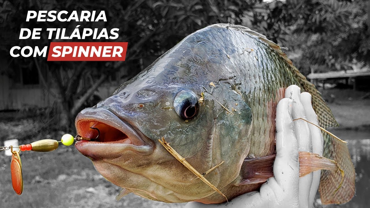 Sua Pescaria de Tilápia Nunca Mais Será a Mesma com Spinner