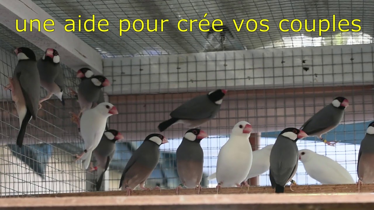 Padda de Java, Présentation de ma chaîne