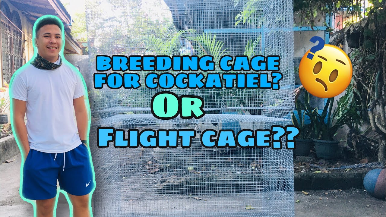 COCKATIEL BREEDING CAGE? OR FLIGHT CAGE? | DIY BIRD CAGE | KFA