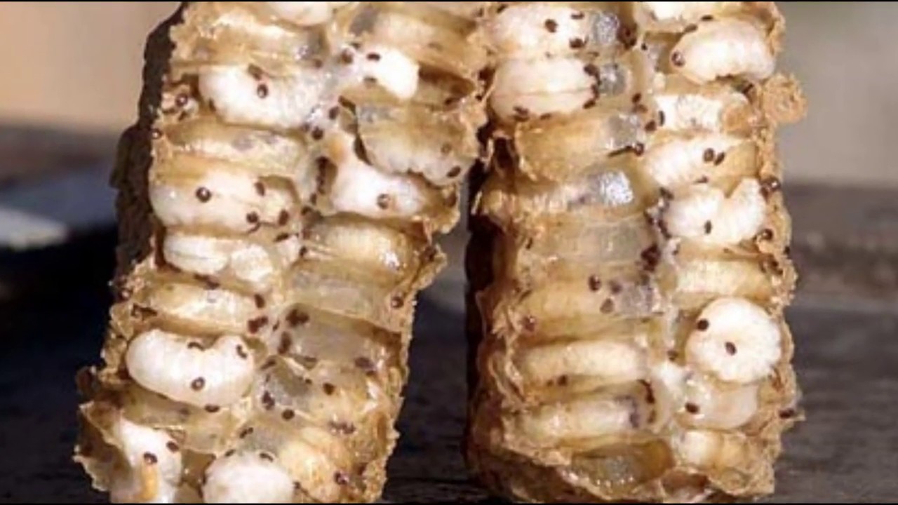 КЛЕЩ ВАРРОА! Лютый и недооценённый враг пчёл. Beekeeping for beginners