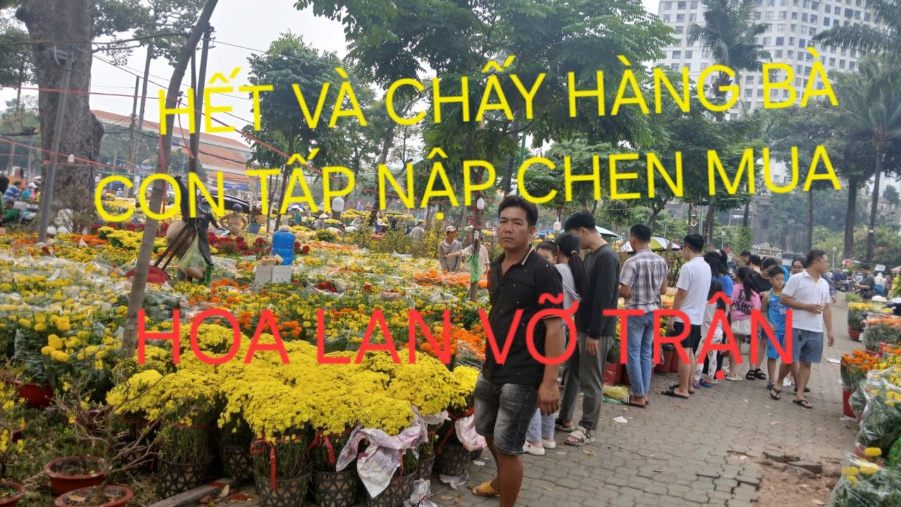 Hoa Lan năm nay chấy hàng 