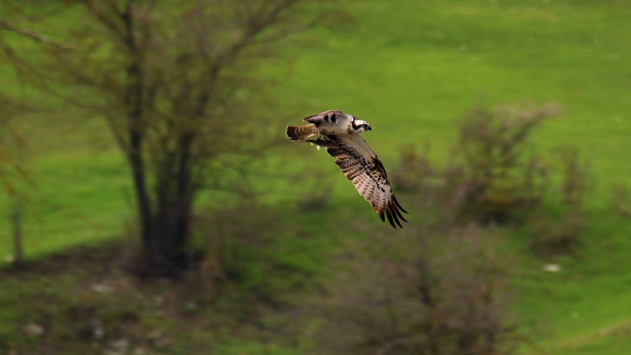 Shqiponja peshkngrenese ne aksion! (Pandion haliaetus), Osprey.
