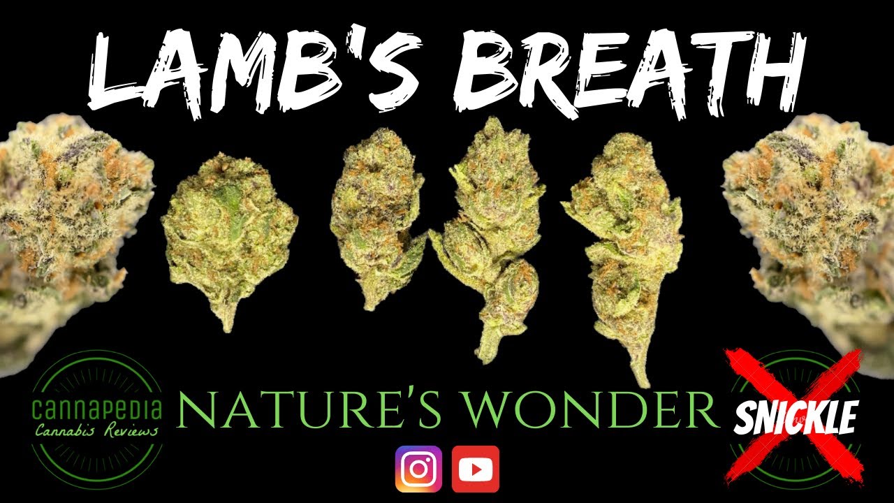 Lamb&rsquo;s Breath Strain Review - Nature's Wonder - Cannapedia
