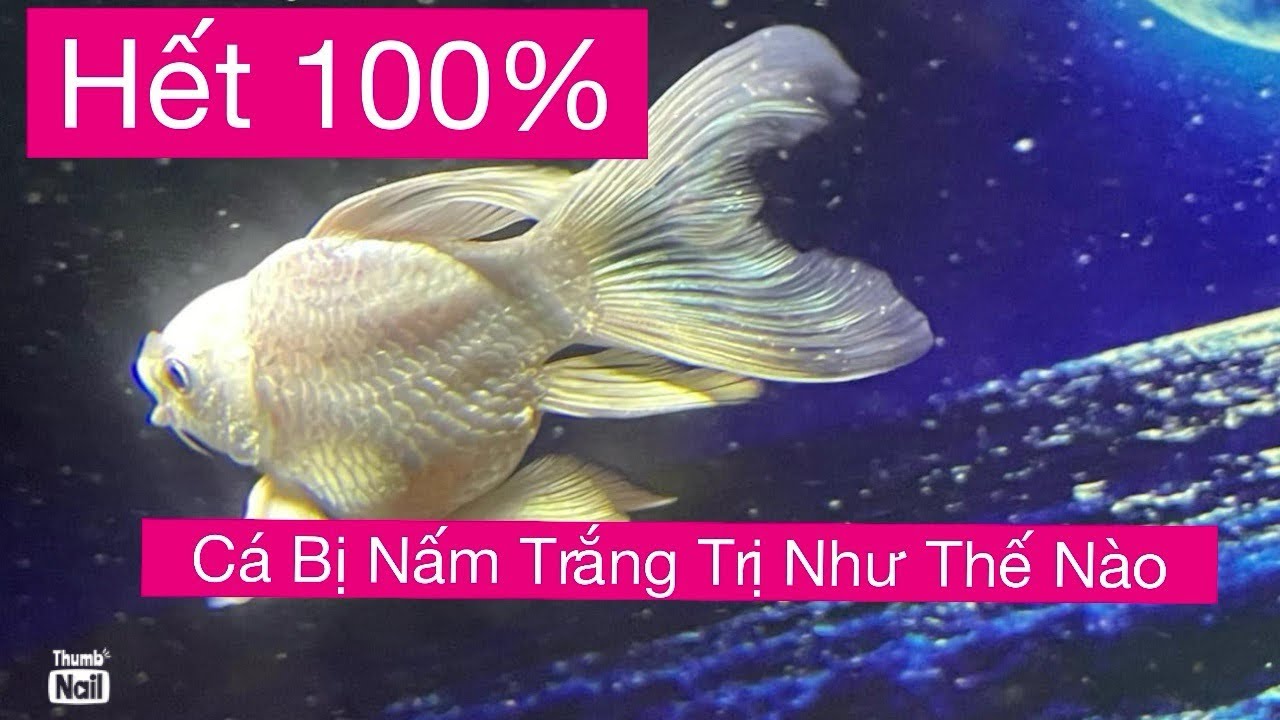 Cách Trị Bệnh Nấm Trắng Cho Cá Chép Sư Tử Siêu Đơn Giản - Hết 100%