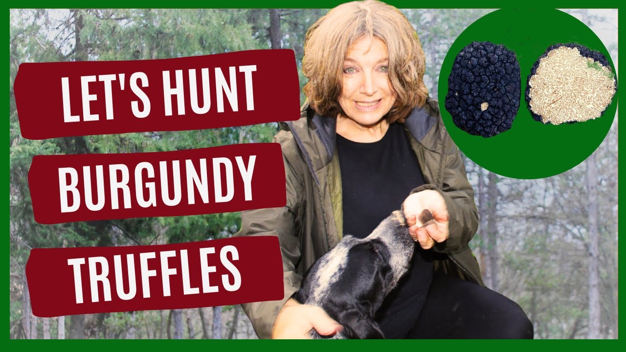 How to Find Burgundy Truffles (Tuber Uncinatum) - Tutorial