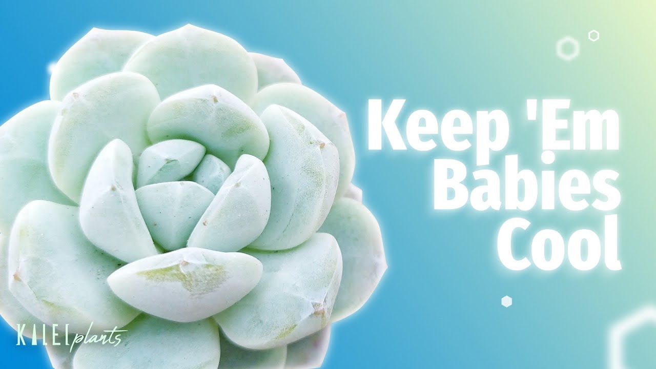 5 Tips para Maingatan ang Succulents sa Sobrang Init