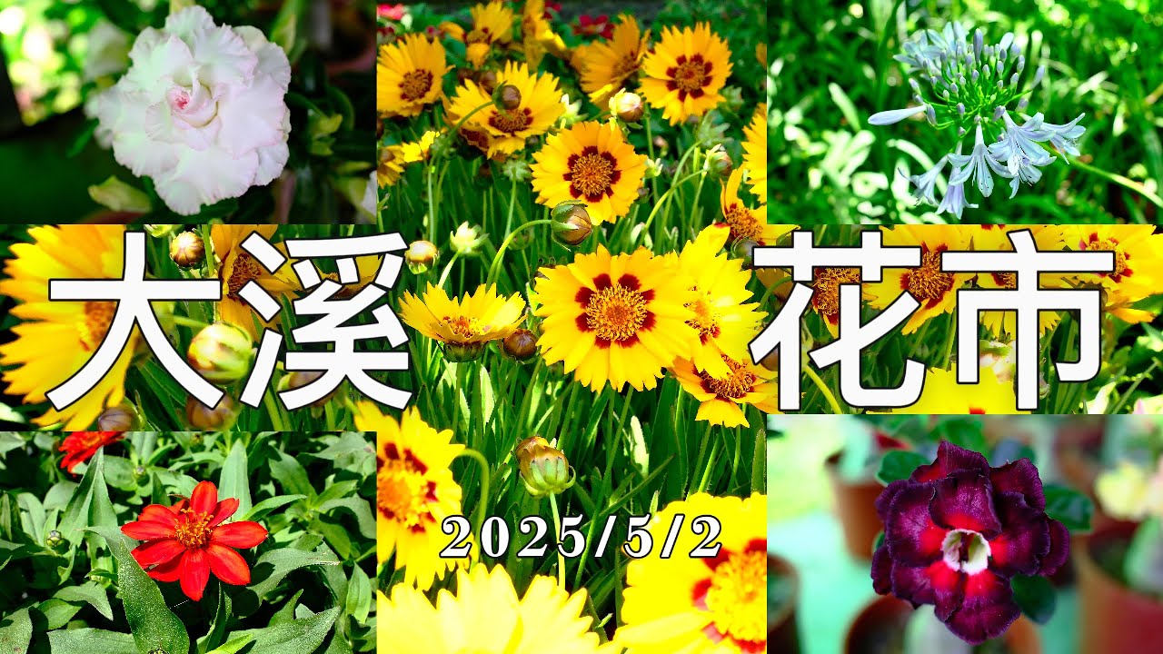 大溪花市 2025/5/2 最新大溪花市五月花訊介紹+新進花款的攝影特輯   #大溪花市