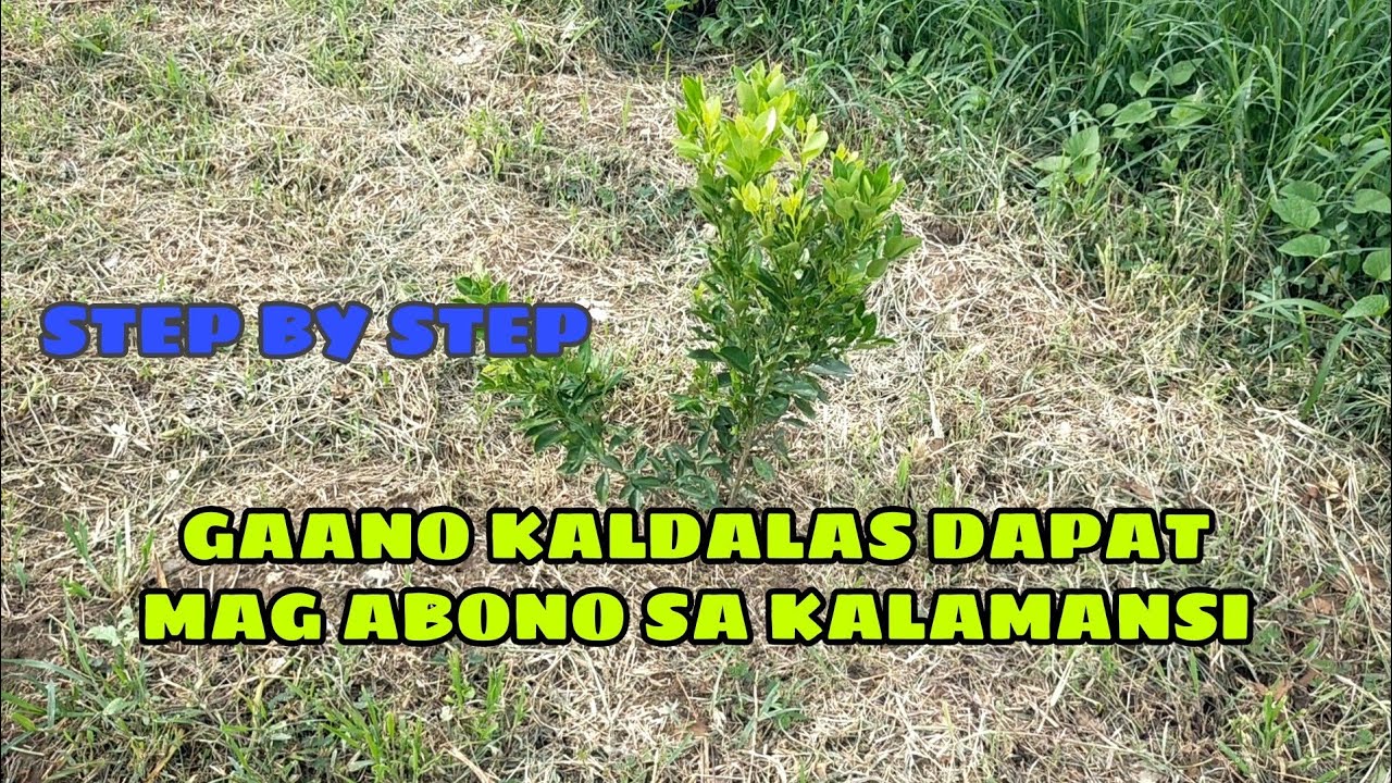 GAANO KADALAS DAPAT MAG ABONO SA BATANG KALAMANSI