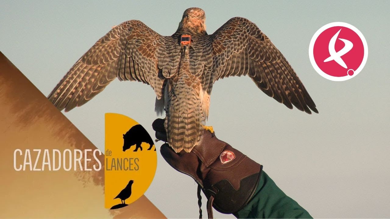 La cetrería en su modo mas deportivo | Cazadores de Lances