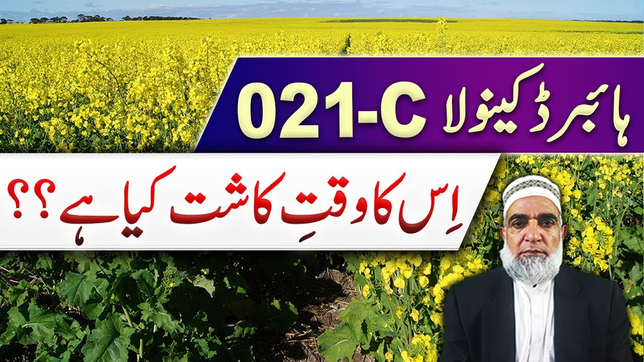 When to cultivate hybrid canola 021-C in 2025 || Crop Reformer
