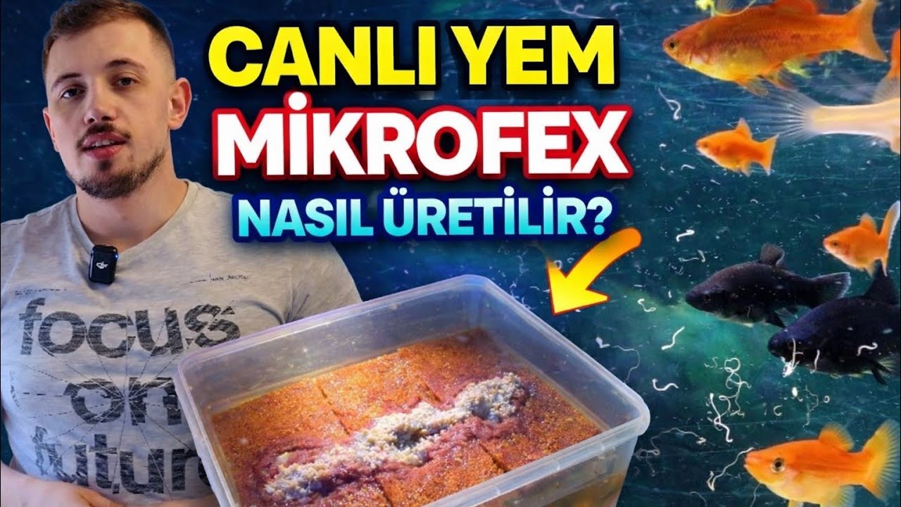 Mikrofex Kurt Üretimi ve Balıklara Verme | Akvaryum Balıkları İçin Canlı Yem