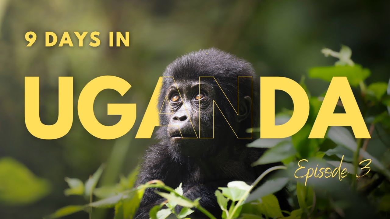 Gorilla Trekking - A Close Encounter | Uganda Series Ep. 3