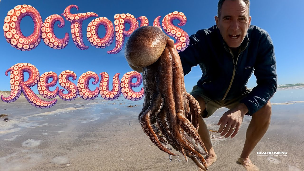 Beachcombing - Octopus Rescue!