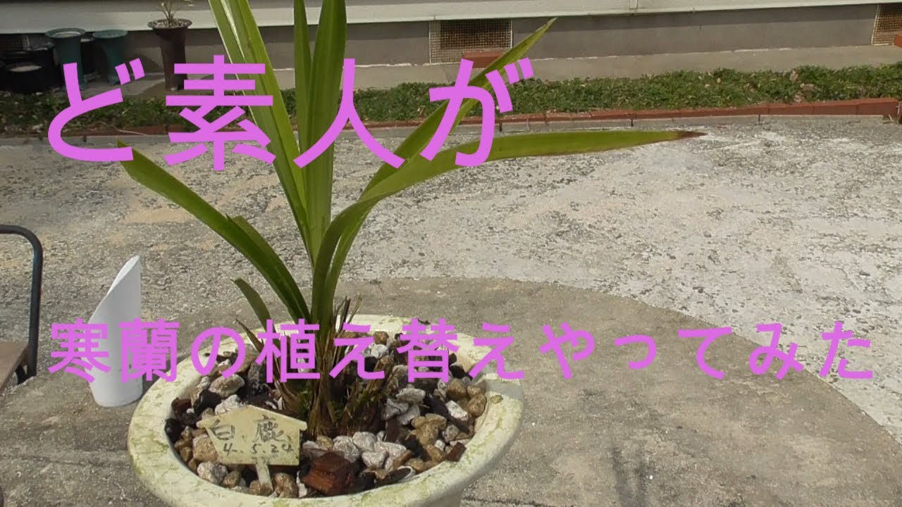 寒蘭の植え替え