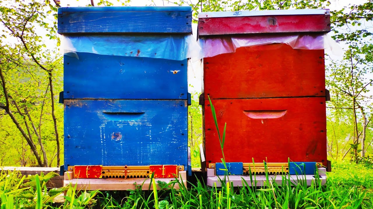 04 Nisan 2021 Arılara kat verme.