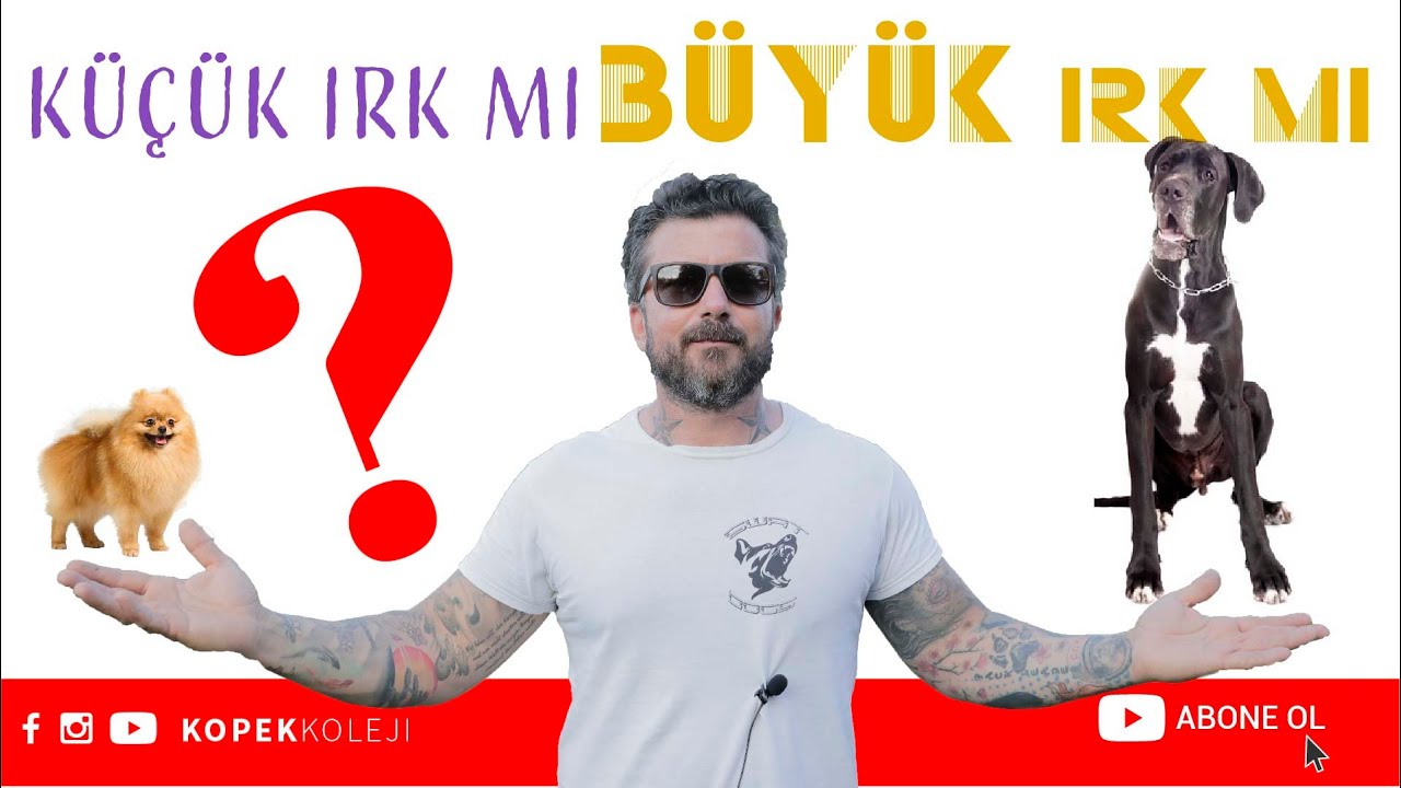 Küçük Irk Mı? Büyük Irk Mı?