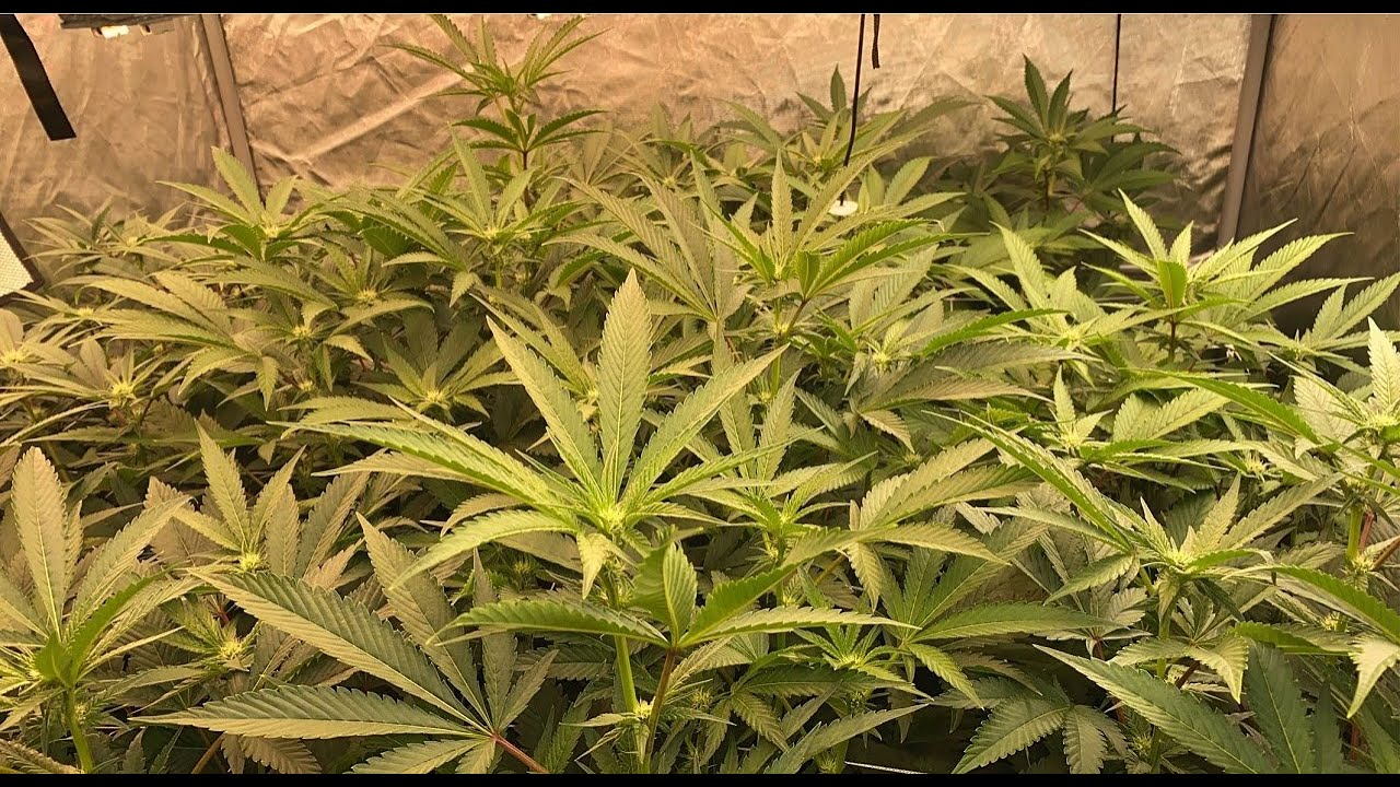 Day 21 of Flower | La Kush Cake & Sunset Sherb - Before Defoliation