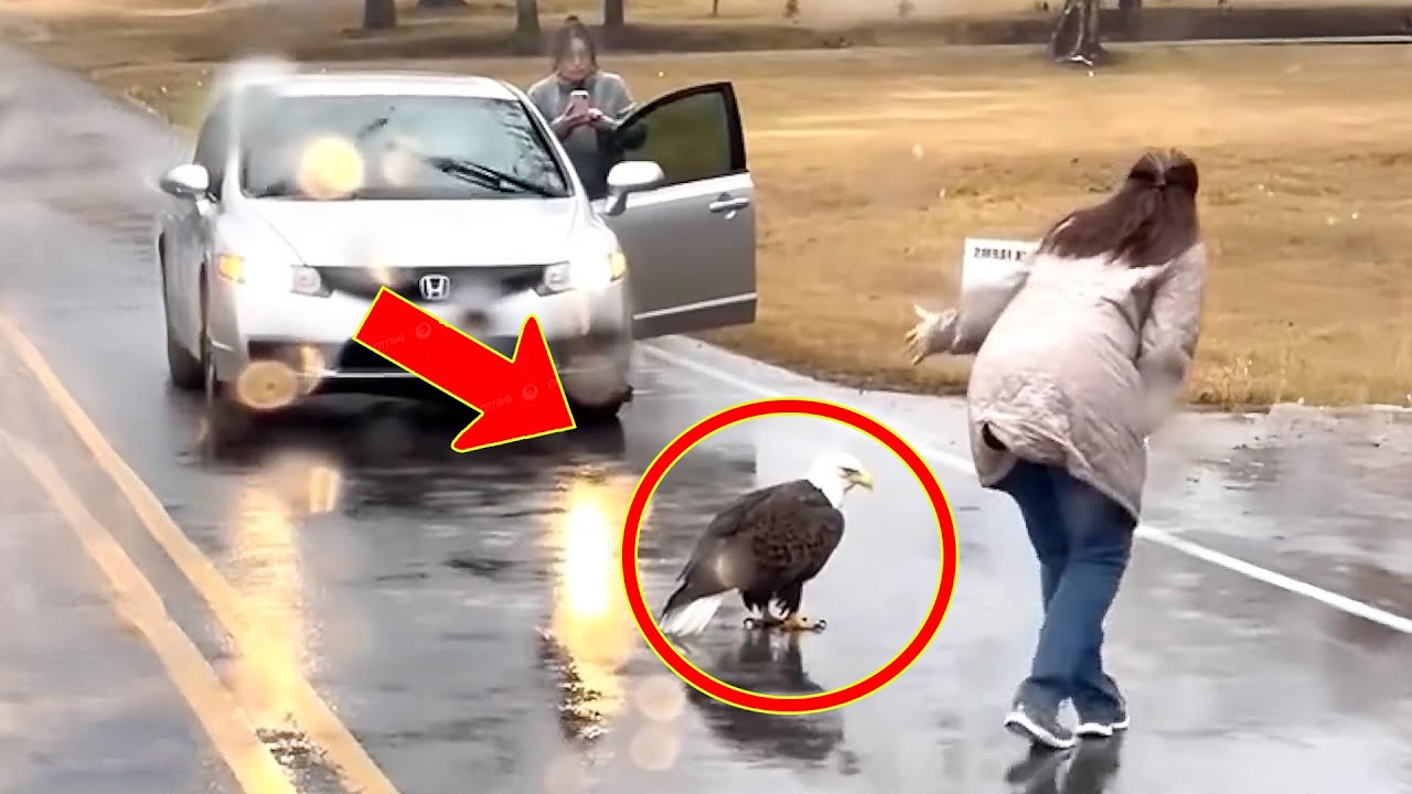 Das Mädchen rettet den verletzten Adler, doch dabei geschieht etwas Schockierendes