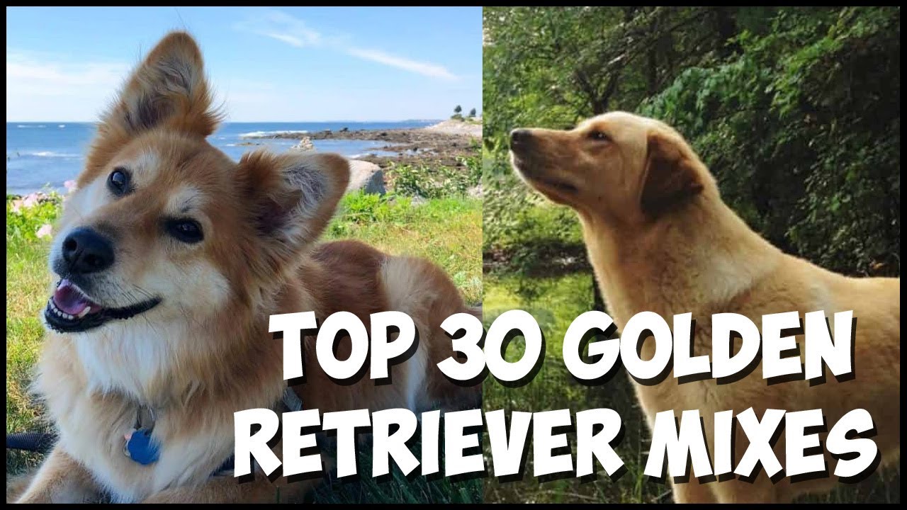 Top 30 Golden Retriever Mixes 2020 ✅